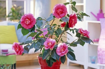 � ������ ��������: ������ ��������� ����