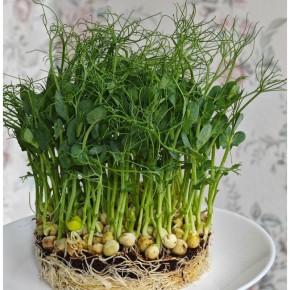 �����������: ��� ��������� ������ ����������� ���� �����