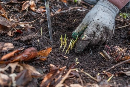 Минприроды ЧР напоминает о правилах сбора черемши