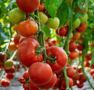 Как хлеб может подарить вашему огороду удивительный урожай томатов