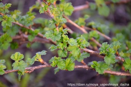 Почему крыжовник нуждается в весенней подкормке для лучшего урожая