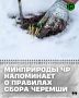 В Министерстве природных ресурсов и охраны окружающей среды ЧР рассказали, что сбор черемши в горах требует соблюдения определенных правил для сохранения этого растения и защиты его естественной среды обитания