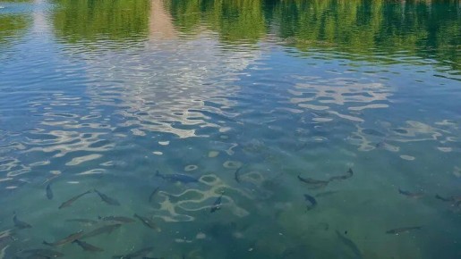 ����������� ������� ��� ������� ���������: ��� ���������?