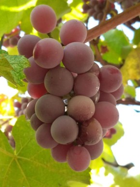 ������, ����� � �������