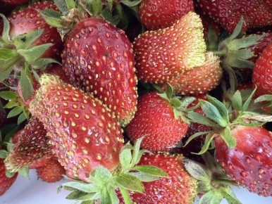 Как выбрать лучшие сорта клубники для вашего сада