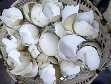 Секреты яичной скорлупы: как избыток кальция влияет на ваши растения