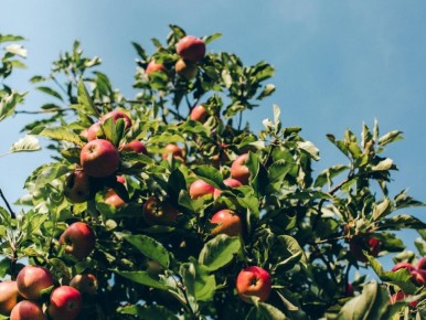 Как создать фруктовый сад: секреты удачного выбора сортов и посадки