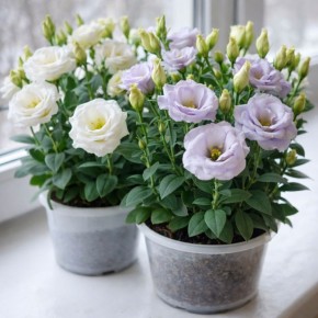 ������� � ������������ ������, ����� ������� �������� ����