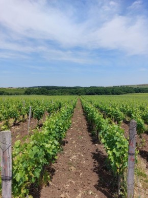 ����������� ���������� ����������� �������������� ��������