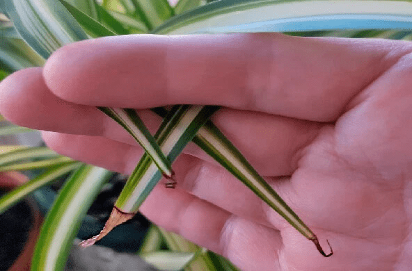 Как ухаживать за хлорофитумом: простые правила, которые продлят жизнь зелёным питомцам