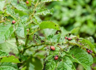 ����������� ������ ������ � ����������� ����� ��� ���������