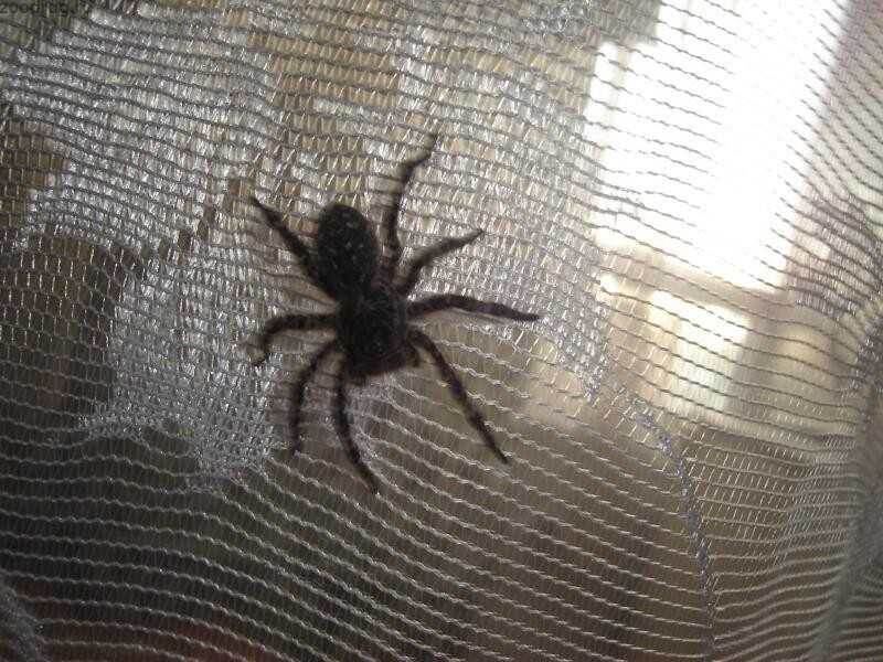 Как избавиться от насекомых на подоконнике с помощью эфирного масла