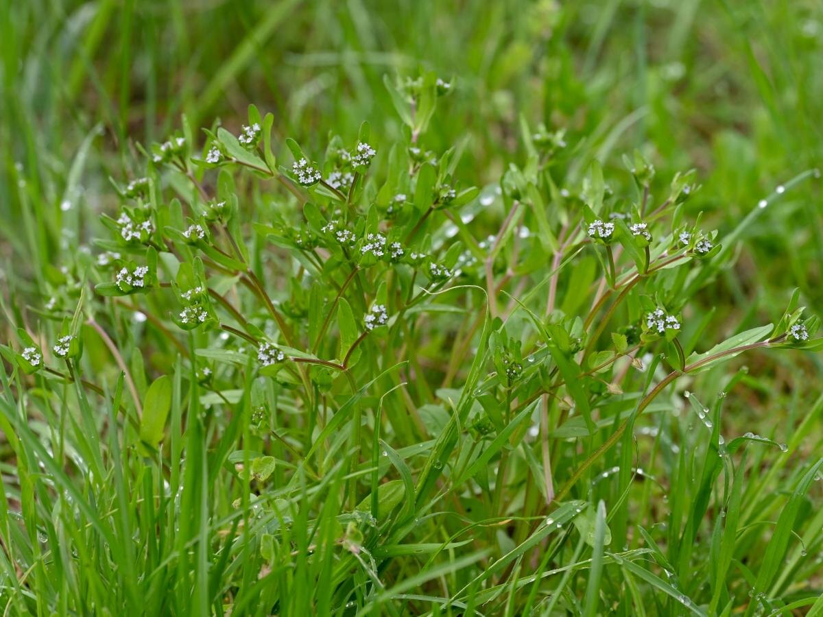 Зелёное удивление зимы: кукурузный салат, ставший любимцем шеф-поваров