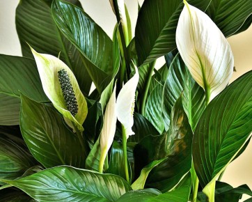 Как сохранить спатифиллум зимой: советы для заботливых цветоводов