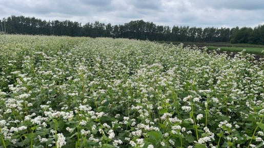 Гречиха в 2026: выбираем лучшие сорта для успешного урожая