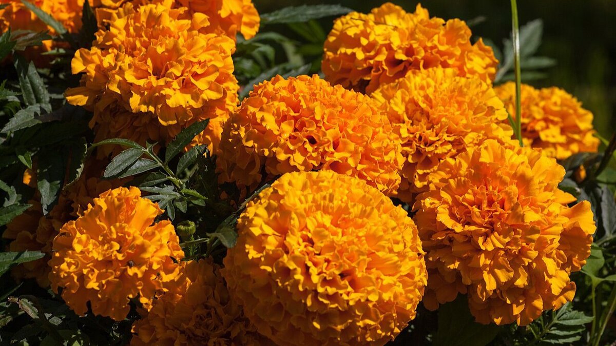 Зачем сажать бархатцы в своем саду: полезные качества и преимущества