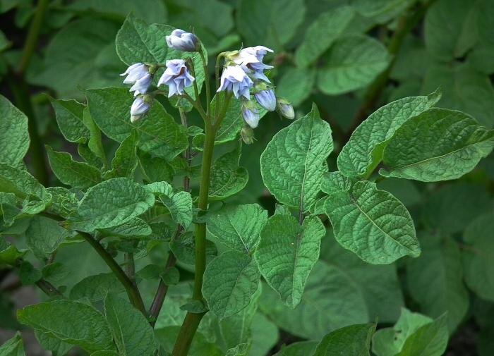 Как эффективно использовать освободившиеся грядки после картофеля