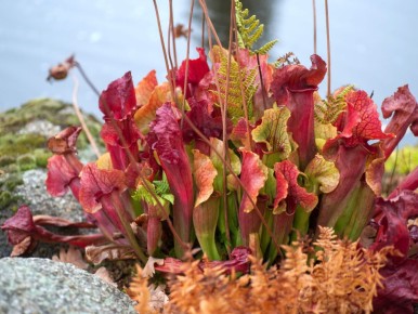 Хищные растения: мифы и реальность безопасного соседства