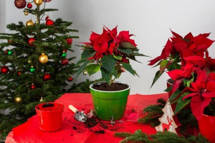 Как обеспечить пуансеттии долгую цветущую жизнь: советы экспертов