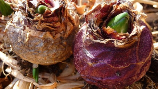 Как вырастить великолепные гладиолусы в своем саду