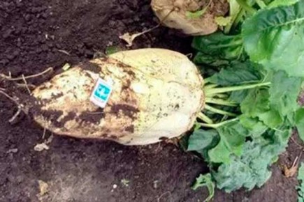 ��� �������� ����� ���� ��������� ������ �������� � �����������