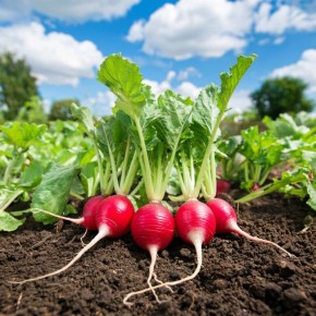 ��� �������� ����� �� ����������: ������������ ������ ��� �����������