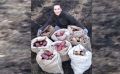 Как правильно собрать картофель и восстановить почву с помощью сидератов