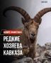 Животные, обитающие в дикой природе Кавказа