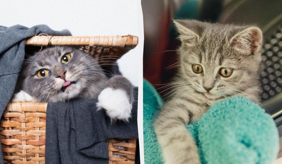 ������ ����� ��� ������� ������ �����?