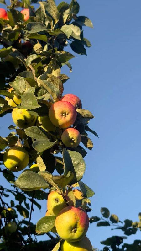 Как осенняя обработка сада формирует будущее урожая