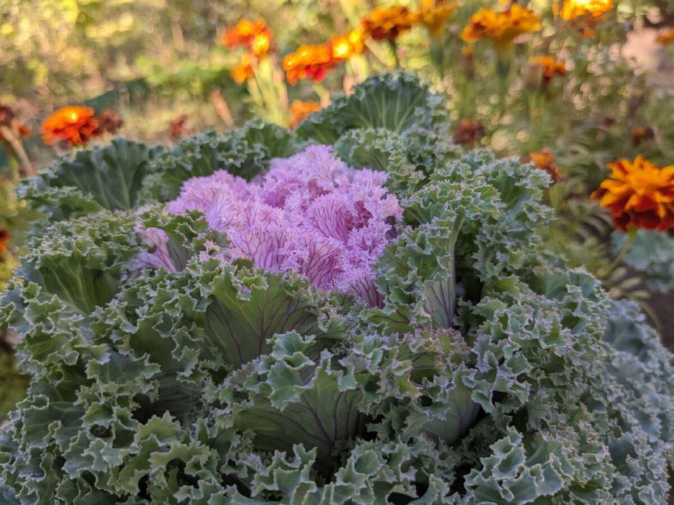 Как избежать обмана интернет-магазинов растений: советы садоводов