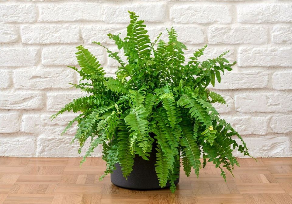 Папоротники как комнатные растения: удивительное разнообразие и секреты ухода