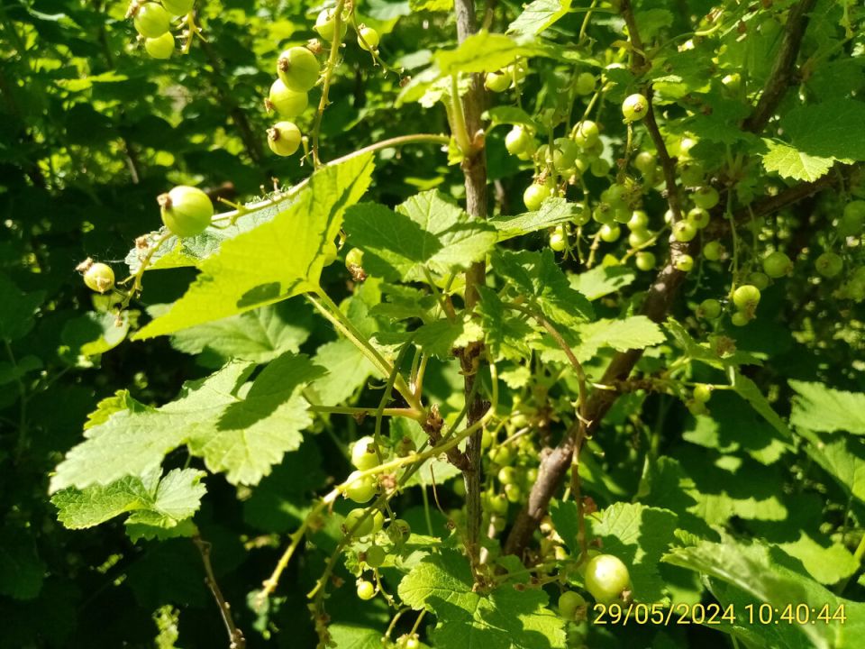 Плодовые кустарники после майских морозов: живая надежда или печальный итог?