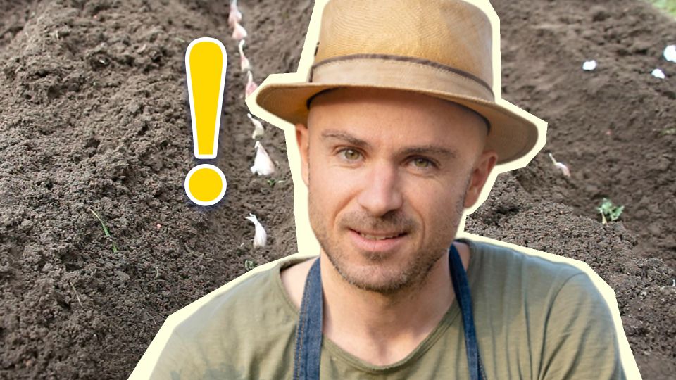 Зря дачники забывают об этой процедуре: чеснок потом гниет прямо на грядке