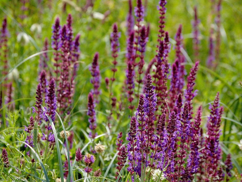 Как ароматные травы могут изменить вашу дачу и меню