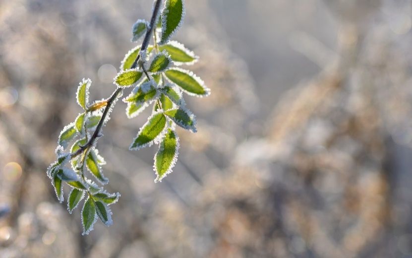 Зима на пороге: защитите свой сад от морозов