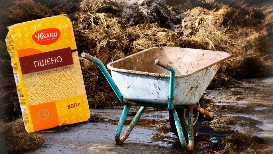 Как пшено может не улучшить вашу почву: мифы и реалии