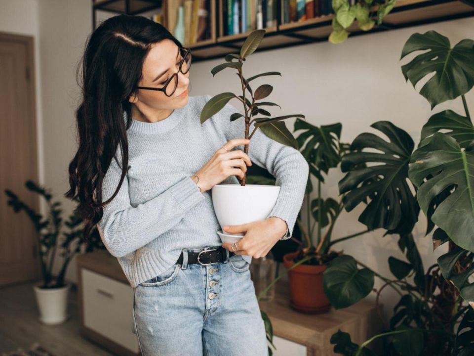 Растения для самых тёмных уголков: как украсить пространство без окон