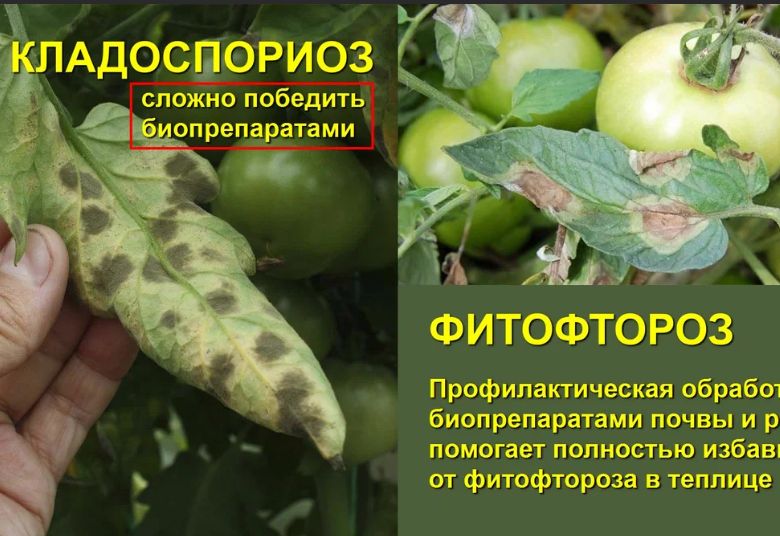 Как отличить кладоспориоз от фитофторы томатов: спасите свой урожай