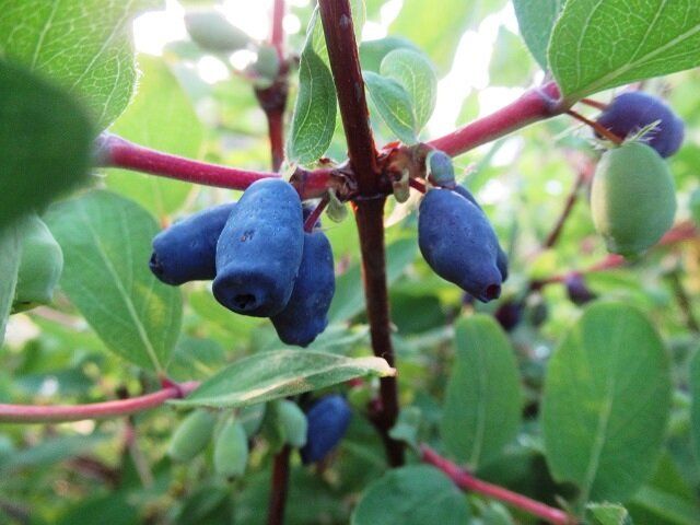 Как избежать горечи в ягодах жимолости: секреты успешного ухода