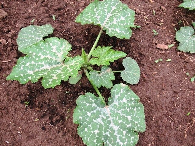 Как правильно подкармливать кабачки для максимального урожая в 2025 году