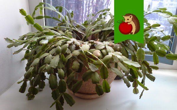 Декабрист теряет привлекательность: как помочь растению вернуть здоровье?