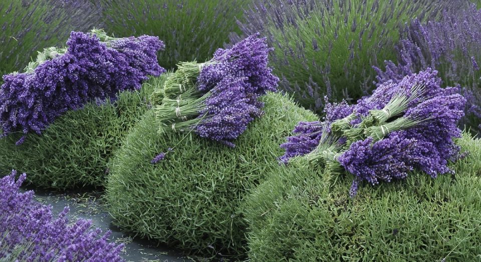 ������� ����� �� ��������������: ����� �������� ������� ������� � �������?