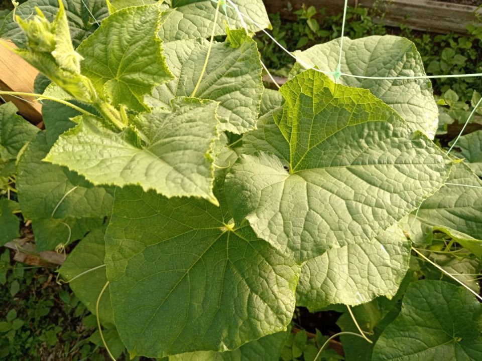 ������� ���������� ������: ��� ������ ������������ � ���������� ����������� �������