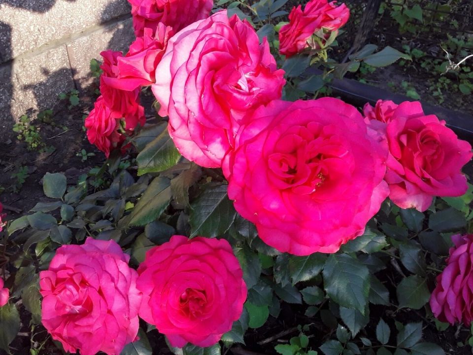 ��� ������ ����� � ������� �������