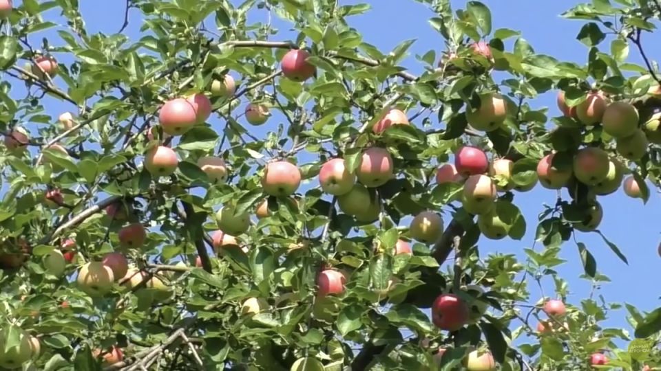 ��� ��������� �������� ��������� ������: ������� �������� �������