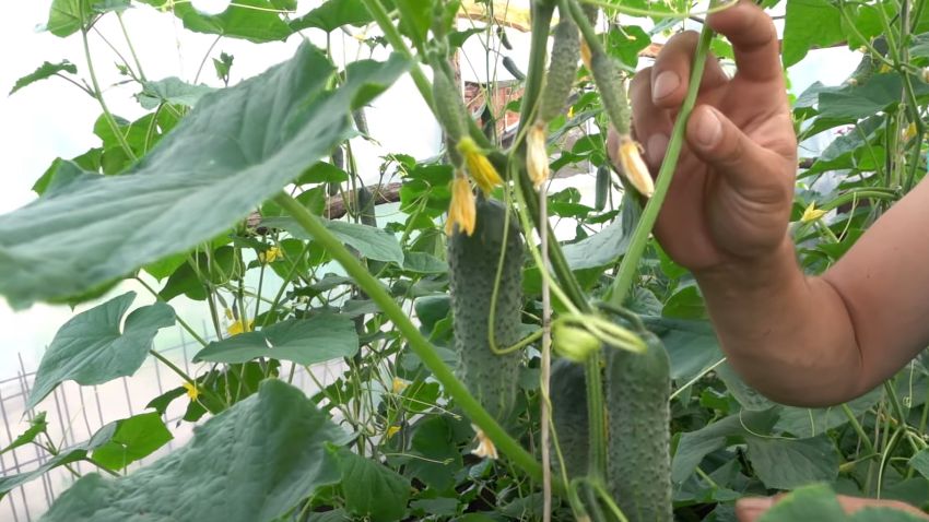 ��� �������� ��������� �������� ������� ����������� �� ����������