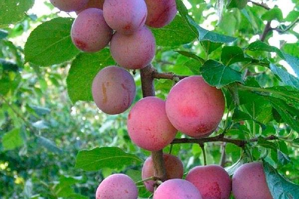 ����� ����������: ��������� ����� ��� ������ ����