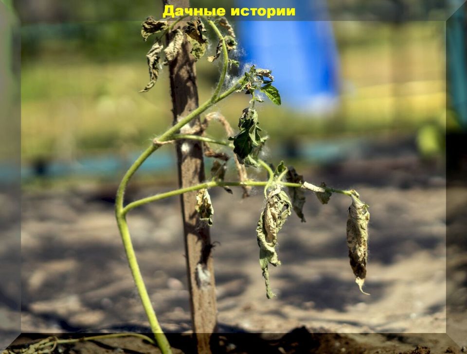 ������� ������ ��� ������: �������� �����, � ������� ������ �� ������������