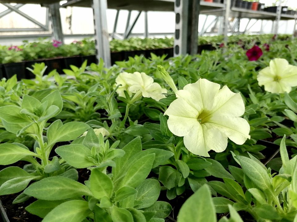 ����������� �������� �������� ��� �������� �������: ������� ������ ��� ����������